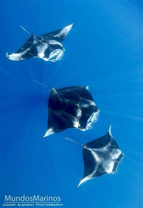 Manta and sting rays animatronic robots sharks for underwater filming in the marine environment mantarays stingrays rov remotely operated vehicles. Manta Rays | Majestic sea flap flap, Marine animals, Sea ...