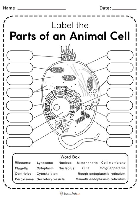 Parts Of A Cell Worksheets