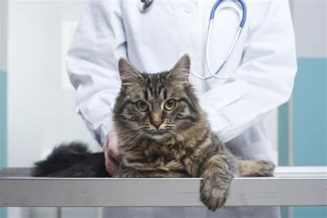 Ascites In Cats Causes And Treatment