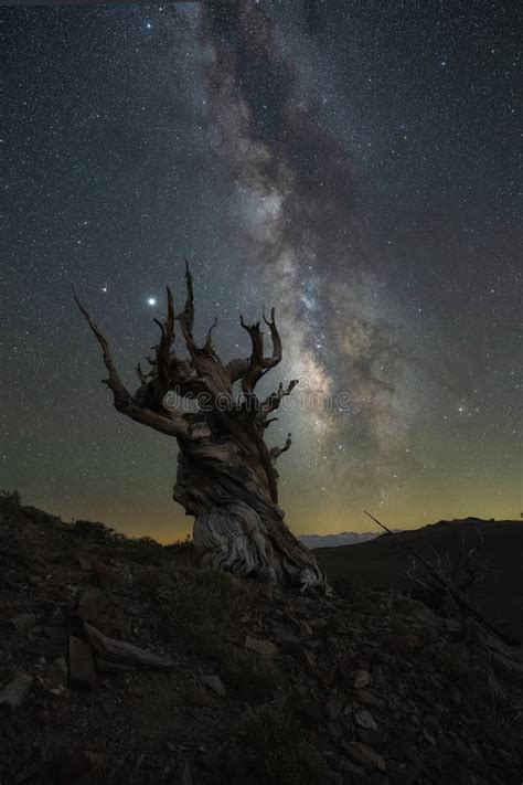 Silhouette Of Bristlecone Pine Trees In Bishop California And The Milky