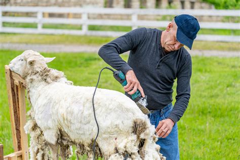 All You Need To Know About Sheep Shearing