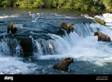 Brown Bears Brooks Falls Katmai National Park Alaska Stock Photo Alamy