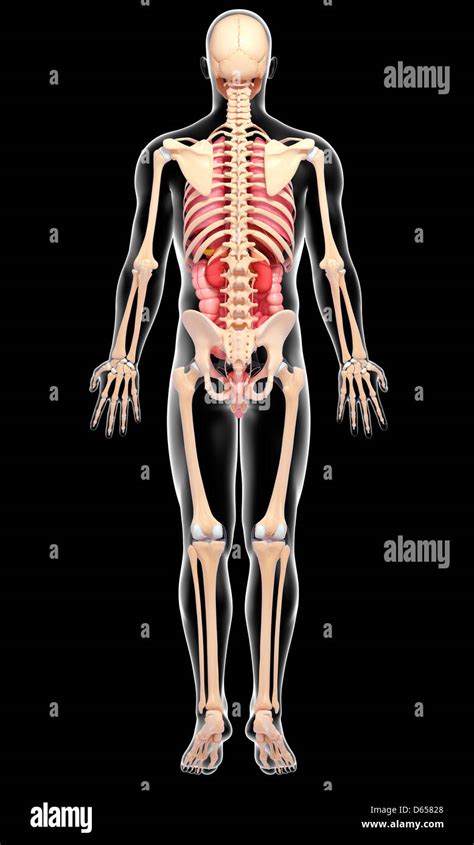 Male Anatomy Artwork Stock Photo Alamy