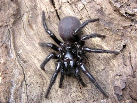 Wer unter einer spinnenphobie leidet, sollte aktuell lieber nicht in das land reisen. Sydney-Funnel-Web-Spider.jpg (1069×800) | Spinne ...