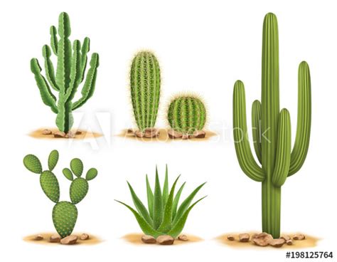 Cacti are able to survive in the desert because they're designed to! "Cactus plants set of desert among sand and rocks ...
