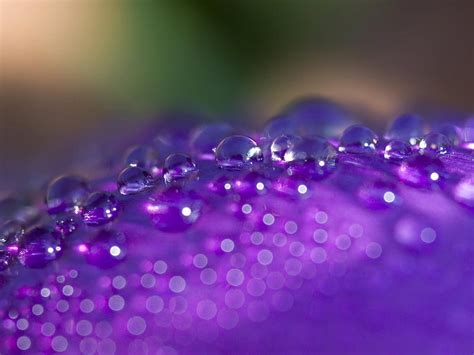 Purple Petal Water Droplets Water Purple Drop Droplet Flowers Dew