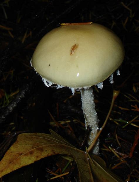 Stropharia Ambigua With Raindrops This Mushroom Was Shot I Flickr