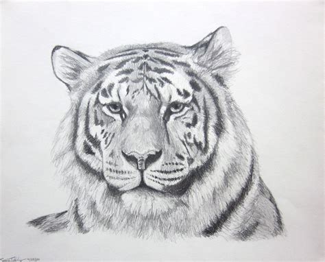 Drawing Tiger Sketch Drawing For Artists For Figure Drawing