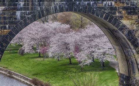 Cherry Bridge 1 1 April 17 2014 Copy Greg Taylor Flickr