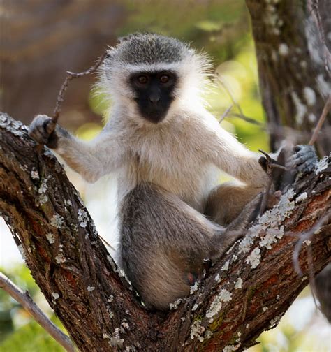 Vervet Monkey Chlorocebus Pygerythrus A Photo On Flickriver