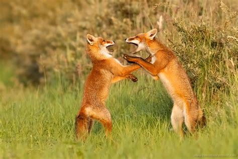 2 Clever Foxes Foxy Pinterest Foxes Red Fox And Red