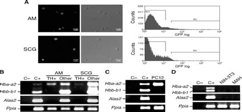 Expression Of Hba Mrna In Sympathoadrenal Cells A Flow Cytometry