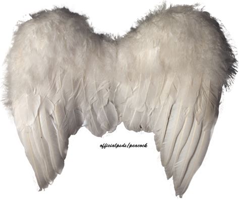 Angel Wings Psd Official Psds