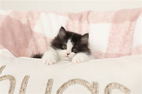 The beginning price for a quality persian kitten starts around $500 but can be as high $1,200 depending. 2019 Sold Kittens from Doll Face Persian Kittens - 660-292 ...