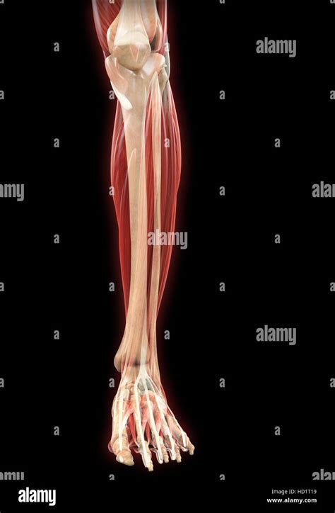 Anatomía De Los Músculos De Las Piernas Fotografía De Stock Alamy