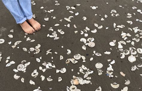 Why Are There So Many Sand Dollars On Ocean Beach Kalw