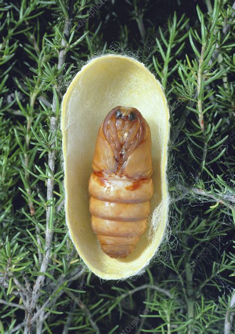 Cocoon Of Silkworm Containing Pupa Stock Image Z3550454 Science Photo Library