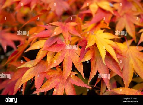 Japanese Maple Acer Palmatum In Beautiful Vivid Autumnal Colours Stock