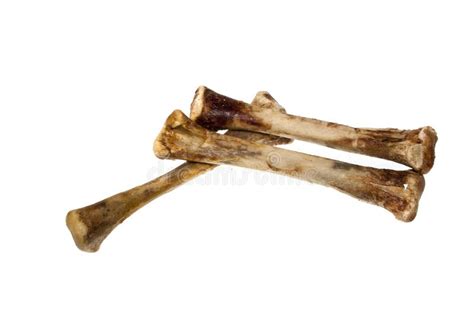 Are Deer Rib Bones Safe For Dogs
