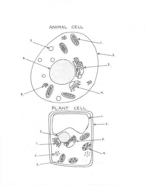 Animal Cell Fill In The Blank Worksheet