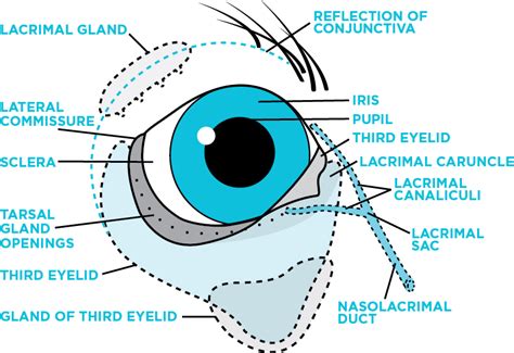 Avcvacherry Eye Brochurethird Eyelid Anatomy Animal Vision Center Of Va