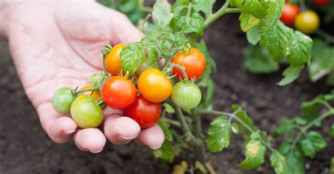 How And When To Prune A Tomato Plant Growing Tomatoes Ripen Green