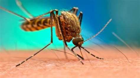 During malaysia's rapid economic development into becoming a middle income country in the past several decades. Range of tick and mosquito-borne disease is spreading ...