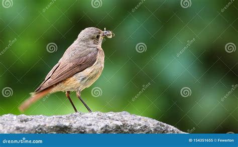 Common Nightingale Or Simply Nightingale Luscinia Megarhynchos Songbird