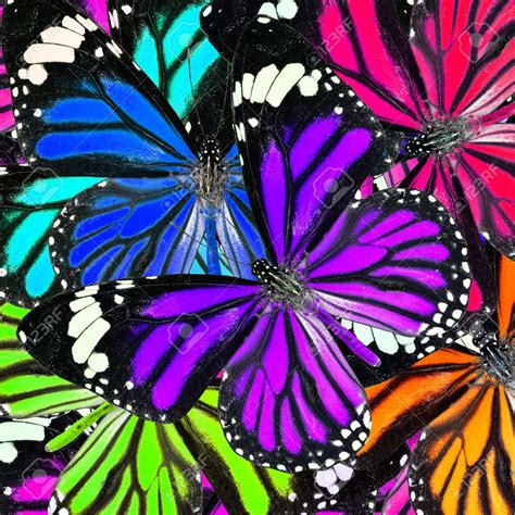 Purple And Mix Of Many Colorful Butterflies In To Great
