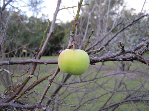 Although the flowering cherry is probably the most recognized ornamental flowering tree in south carolina, there are others, including flowering plum, apricot and almond. My Edible Fruit Trees: Plum Trees