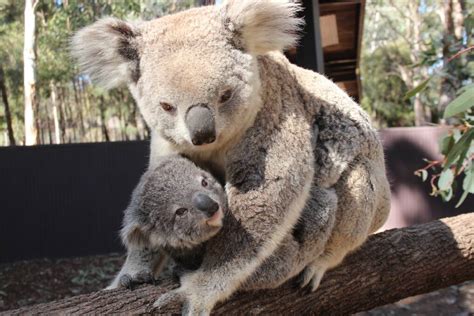 Koala Joey Emerges From Pouch At Dubbo Taronga Western Plains Zoo
