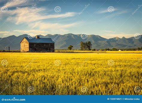 Summer Sunset With An Old Barn And A Rye Field In Rural Montana Stock