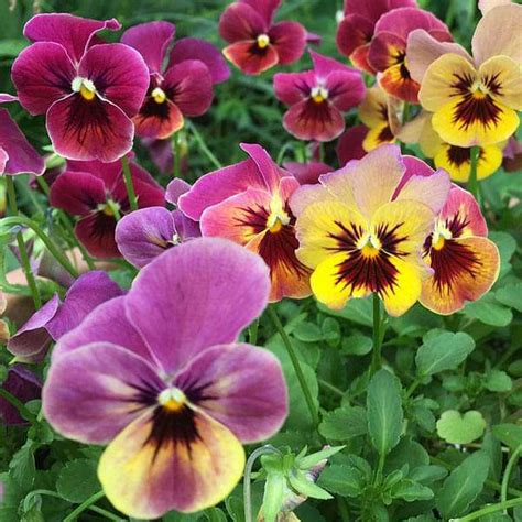Buy Pansy F1 Blotch Mixed Color Flower Seeds Online From Nurserylive