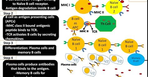 Antigen Presentation By B Cells To T Helper Cells On Mhc Class Ii