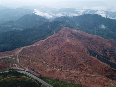 Fauconnire di rantau panjang, selangor. Kelantan wajib komited urus sumber hutan secara lestari ...