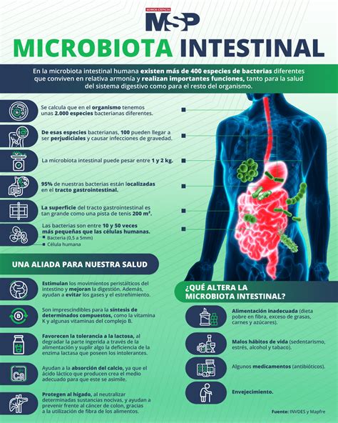 Microbiota Intestinal Infograf A