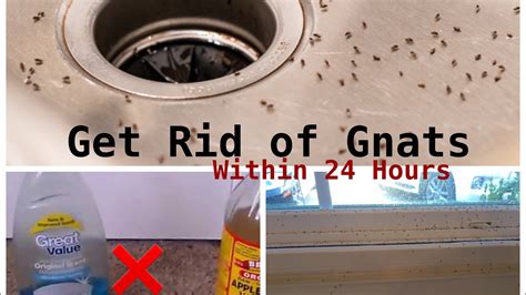 How To Get Rid Of Gnats Inside The House Youtube