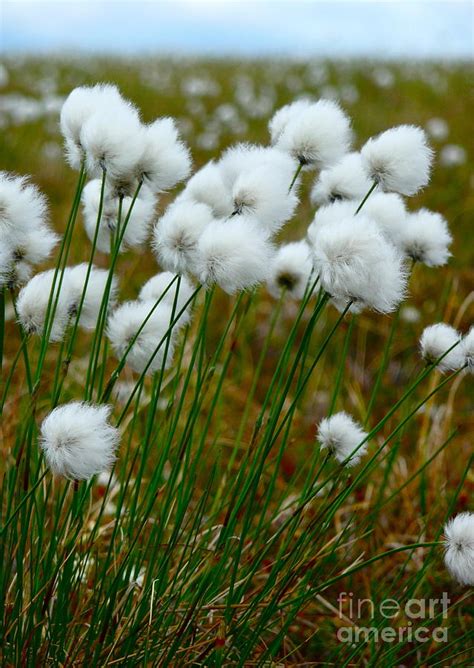Cotton Grass Photograph By Scott Henry Fine Art America