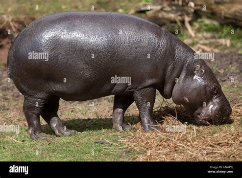 Pygmy Hippopotamus Choeropsis Liberiensis Stock Photo Alamy