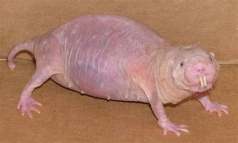 Naked Mole Rat Genome May Hold Key To Long Life Live Science
