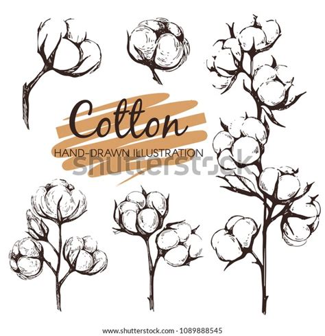 Cotton Sketch Illustration You Design Stock Vector Royalty Free