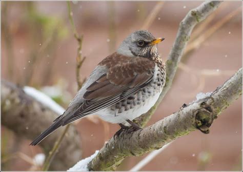 Redwings And Bramblings A Gap In The Lore Of Our Winter Migrant Birds