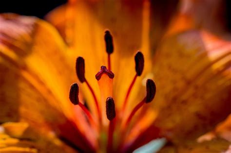 Stamens Of Fire Lily Free Image Download