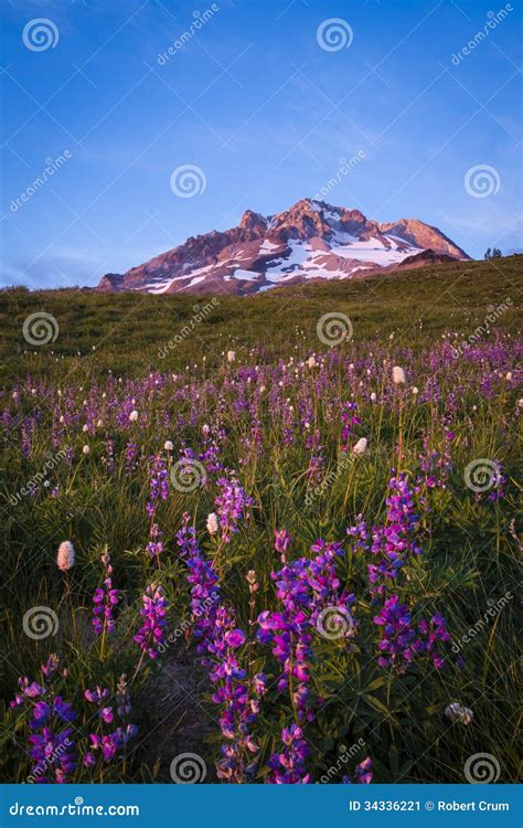 Sunset Glow Mt Hood Oregon Stock Image Image Of Flowers Cascade