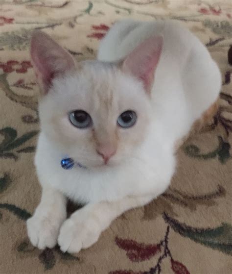 Ginger My Sweet Blue Eyed Flame Point Siamese Cat Cats Siamese