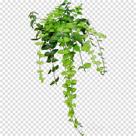 Hanging Plant Clipart Transparent Background ~ Alienware Png Logo