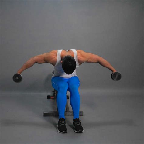 Dumbbell Seated Rear Lateral Raise Fit Drills Website