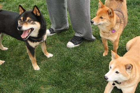 The shiba inu (柴犬, japanese: A Tale of Two Tails: Shiba Inu Meetup Stories