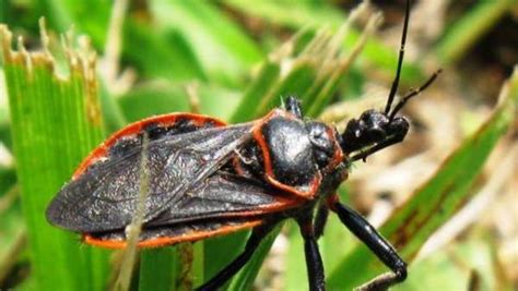 27 Most Dangerous Bugs In The World