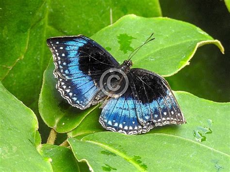 Blue Morpho Butterfly Wildlife Reference Photos For Artists